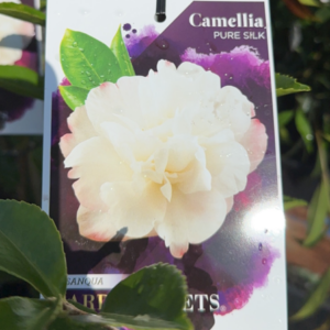 CAMELLIA sasanqua 'Pure Silk'