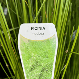 FICINIA nodosa