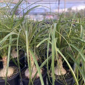 BEAUCARNEA recurvata 'Ponytail Palm'