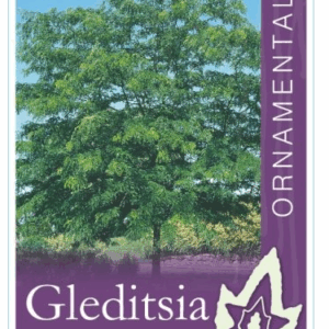 GLEDITSIA triacanthos inermis 'Shademaster'