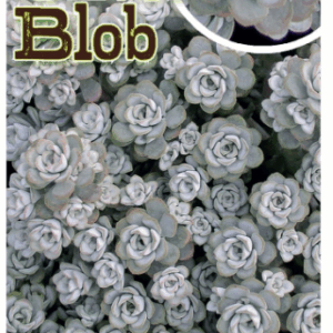 SEDUM 'Silver Blob'