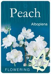 PRUNUS Persica 'Alboplena'