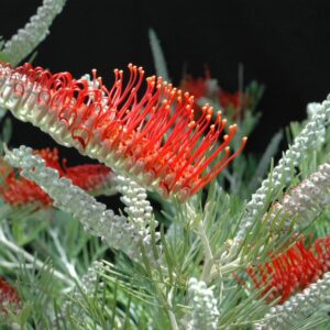 GREVILLEA 'SCARLET MOON'