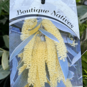 ACACIA binervia 'Sterling Silver'