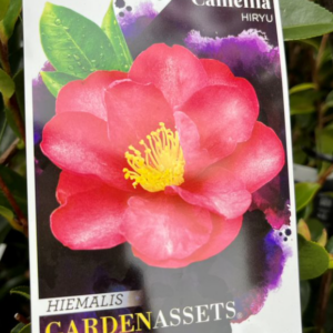 CAMELLIA sasanqua 'Hiryu'