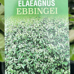 ELAEAGNUS x ebbingei