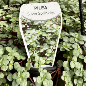 PILEA libanensis 'Silver Sprinkles'
