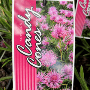 ISOPOGON 'Candy Cones'