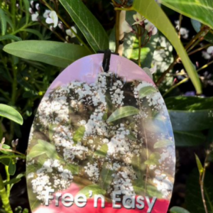 HARDENBERGIA violacea 'Free'n Easy'