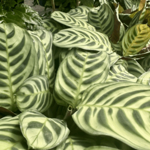 CTENANTHE burle-marxii (Fishbone Prayer Plant)