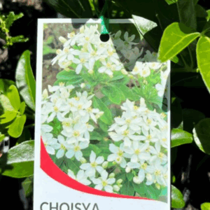 CHOISYA ternata (Mexican Orange Blossom)