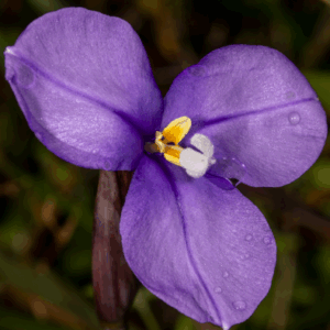 patersonia occidentalis purple