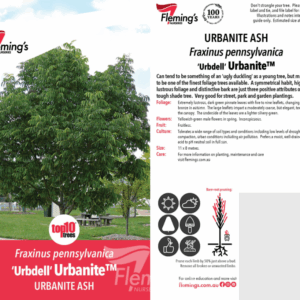 FRAXINUS pennsylvanica 'Urbdell' Urbanite