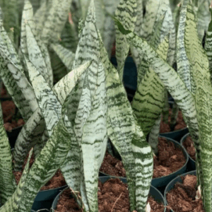 SANSEVIERIA trifasciata (Green)