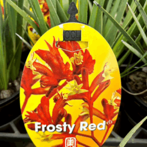 ANIGOZANTHOS 'Frosty Red' (Kangaroo Paw)