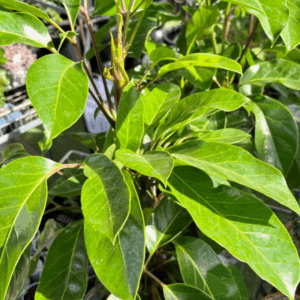 SCHEFFLERA 'Amate'