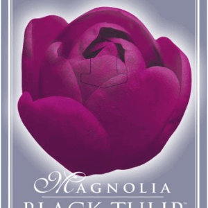 MAGNOLIA 'Black Tulip'