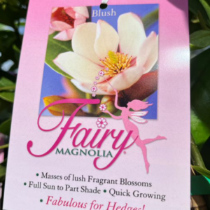 MAGNOLIA ‘Fairy Blush’