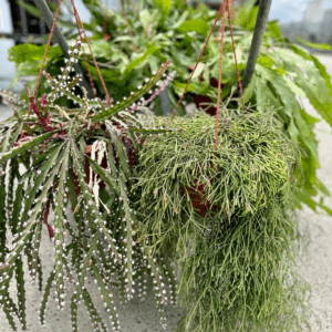 RHIPSALIS Species