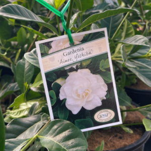 GARDENIA 'Aimee Yoshiba'