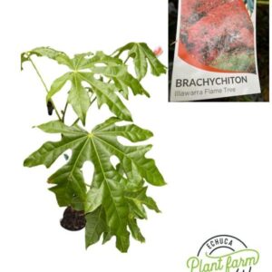 BRACHYCHITON Acerifolius 'Illawara Flame Tree'