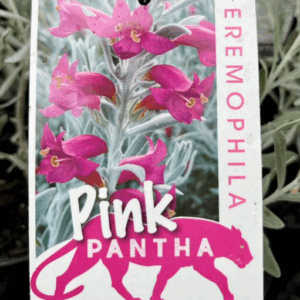 EREMOPHILA glabra x nivea 'Pink Pantha'