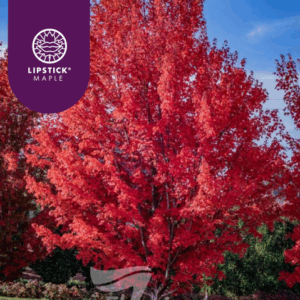 Acer rubrum  'PNI 0268' October Glory®