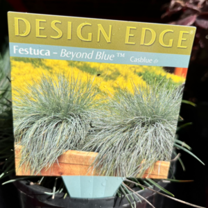 FESTUCA 'Beyond Blue'