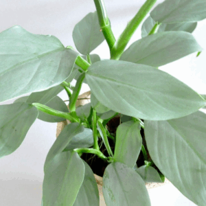 PHILODENDRON 'Silver Sword'