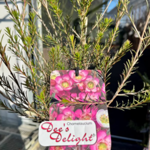 CHAMELAUCIUM 'Dee's Delight'