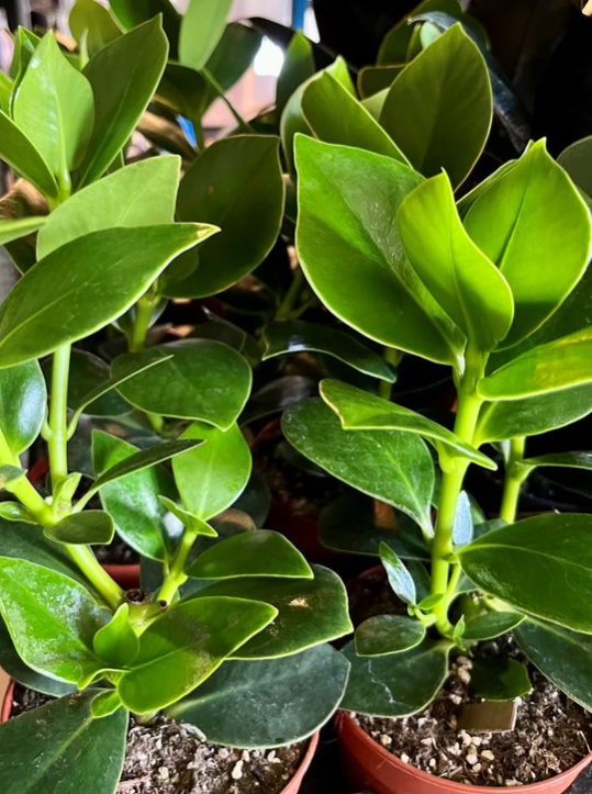 CLUSIA rosea 'Autograph Tree' - Echuca Plant Farm