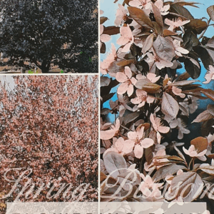 PRUNUS cerasifera 'Nigra' (Flowering Plum)