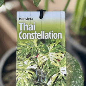 MONSTERA 'Thai Constellation'