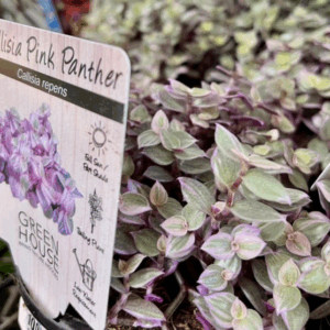 CALLISIA repens 'Pink Panther'