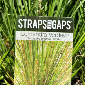 LOMANDRA longifolia 'Verday'
