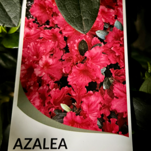 AZALEA indica 'Red Wing'