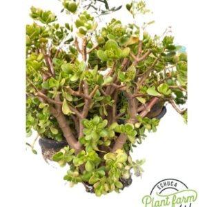 CRASSULA Assorted