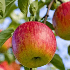 APPLE 'Red Fuji'