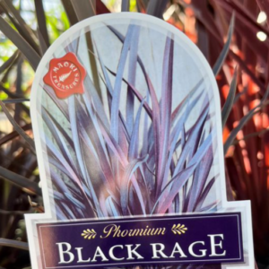 PHORMIUM 'Black Rage'