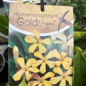 HYMENOSPORUM flavum 'Gold Nugget'