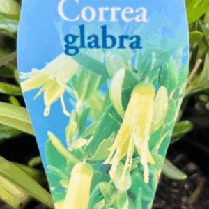 CORREA glabra