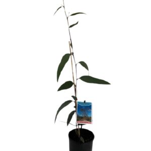 EUCALYPTUS lacrimans