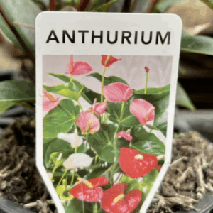 ANTHURIUM Varieties