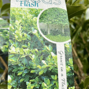 FICUS microcarpa ‘Flash’