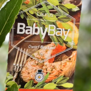 LAURUS nobilis 'Baby Bay' (Dwarf Bay Tree)