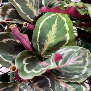 CALATHEA 'Jungle Rose'