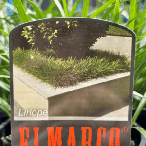 LIRIOPE muscari 'Elmarco'