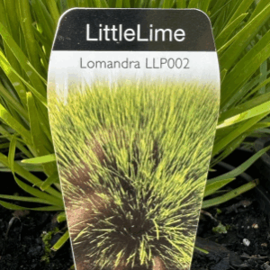 LOMANDRA 'Little Lime'