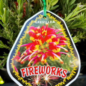 GREVILLEA hybrid ‘Fireworks’