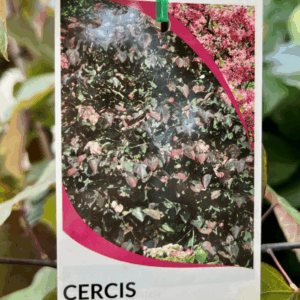 CERCIS canadensis 'Forest Pansy'